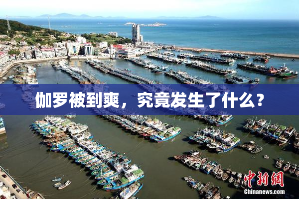 伽罗被到爽，究竟发生了什么？