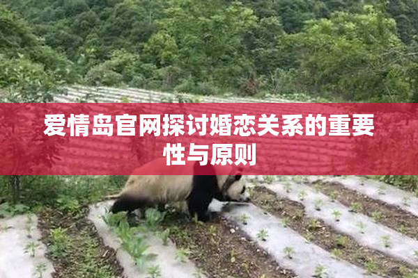 爱情岛官网探讨婚恋关系的重要性与原则