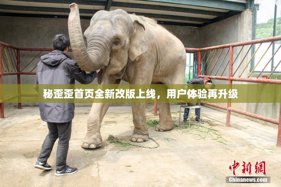 秘歪歪首页全新改版上线，用户体验再升级