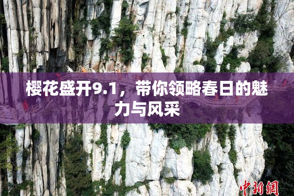 樱花盛开9.1，带你领略春日的魅力与风采