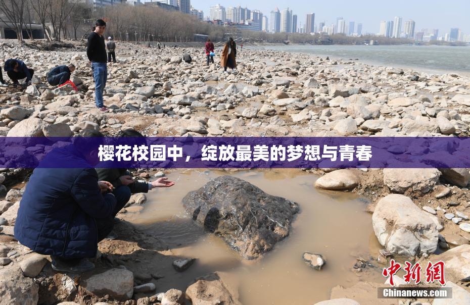 樱花校园中，绽放最美的梦想与青春