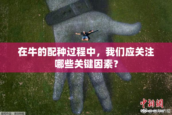 在牛的配种过程中，我们应关注哪些关键因素？