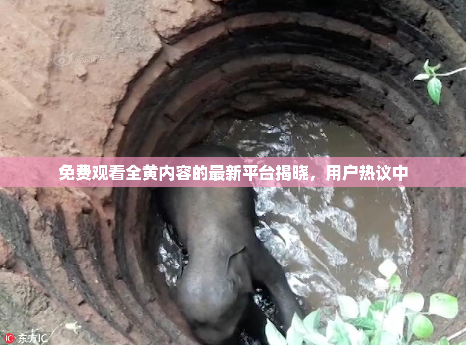 免费观看全黄内容的最新平台揭晓，用户热议中