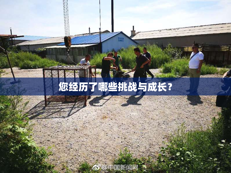 您经历了哪些挑战与成长？