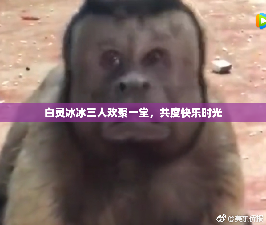 白灵冰冰三人欢聚一堂，共度快乐时光