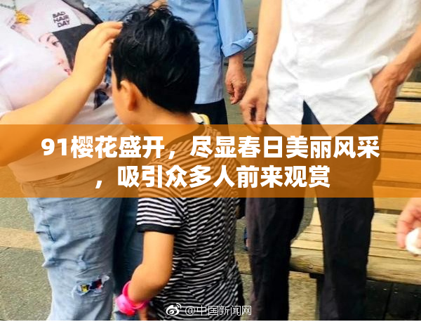 91樱花盛开，尽显春日美丽风采，吸引众多人前来观赏