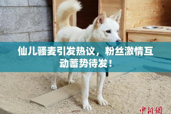 仙儿骚麦引发热议，粉丝激情互动蓄势待发！