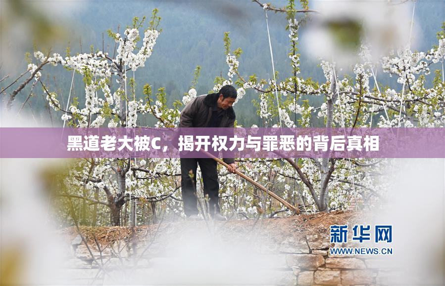 黑道老大被C，揭开权力与罪恶的背后真相