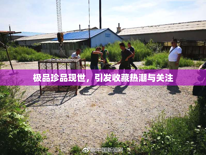 极品珍品现世，引发收藏热潮与关注