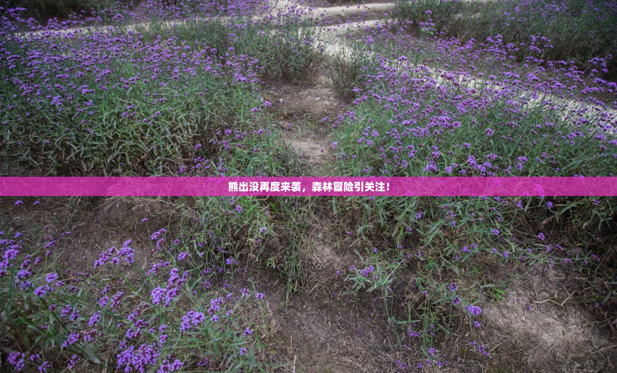 熊出没再度来袭，森林冒险引关注！
