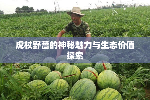 虎杖野蔷的神秘魅力与生态价值探索