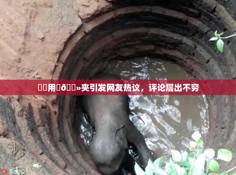 妺妺用‌🐻夹引发网友热议，评论层出不穷