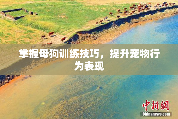掌握母狗训练技巧，提升宠物行为表现