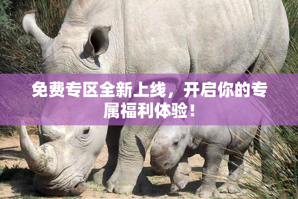 免费专区全新上线，开启你的专属福利体验！