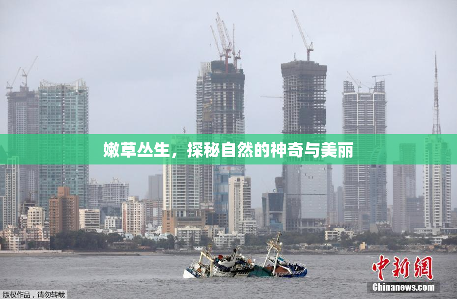 嫩草丛生，探秘自然的神奇与美丽