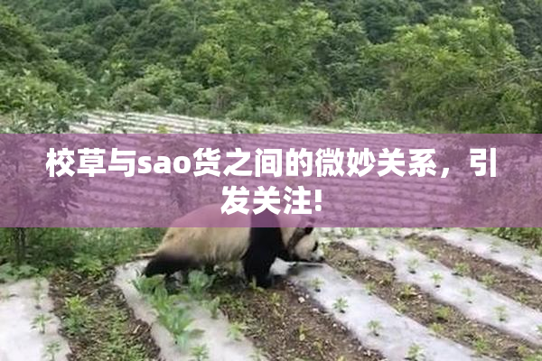 校草与sao货之间的微妙关系，引发关注!