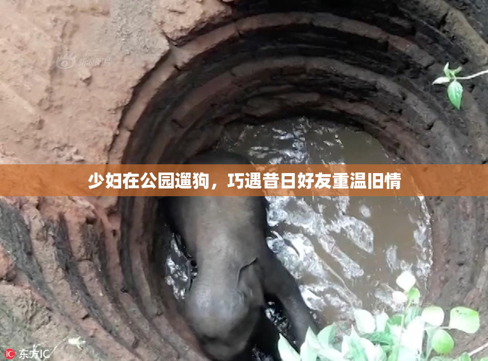 少妇在公园遛狗，巧遇昔日好友重温旧情