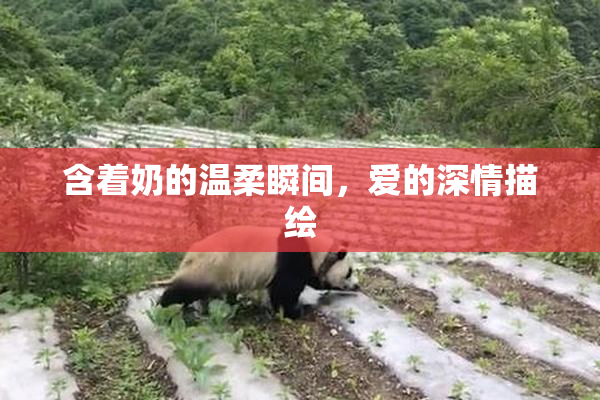 含着奶的温柔瞬间，爱的深情描绘