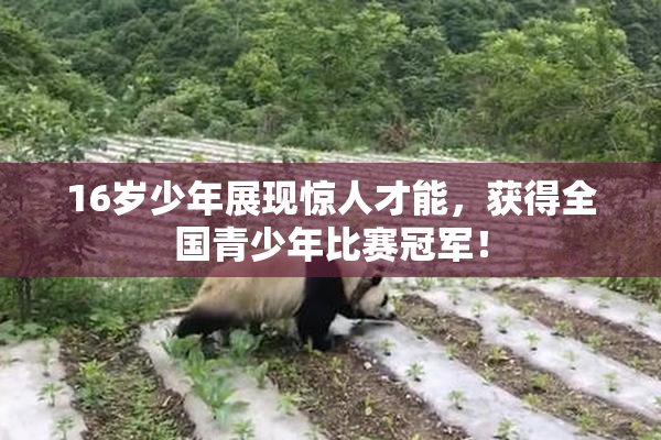 16岁少年展现惊人才能，获得全国青少年比赛冠军！