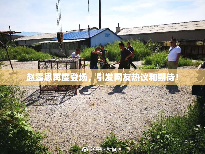 赵露思再度登场，引发网友热议和期待！