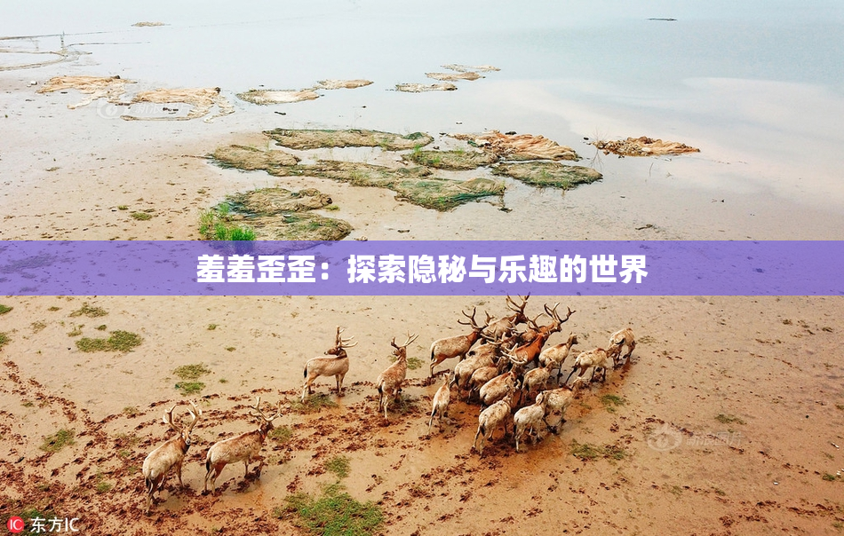 羞羞歪歪：探索隐秘与乐趣的世界