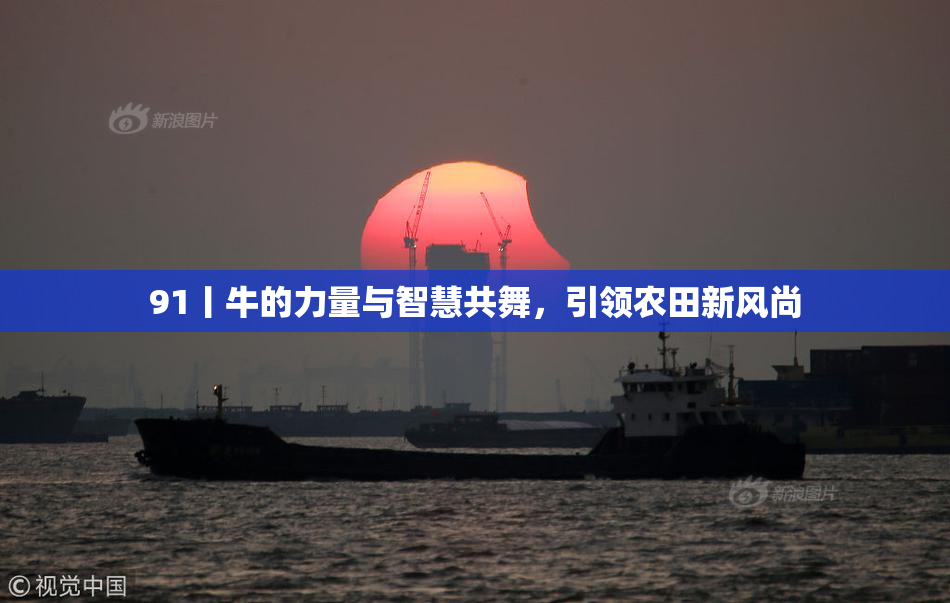 91丨牛的力量与智慧共舞，引领农田新风尚