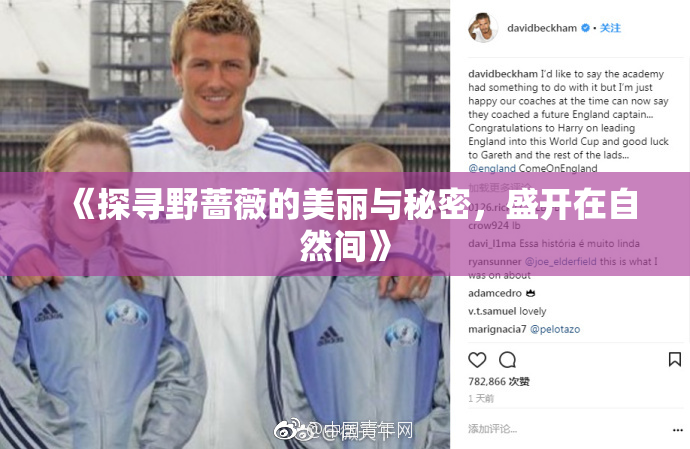 《探寻野蔷薇的美丽与秘密，盛开在自然间》