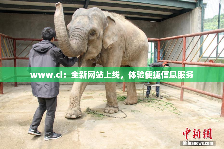 www.ci：全新网站上线，体验便捷信息服务
