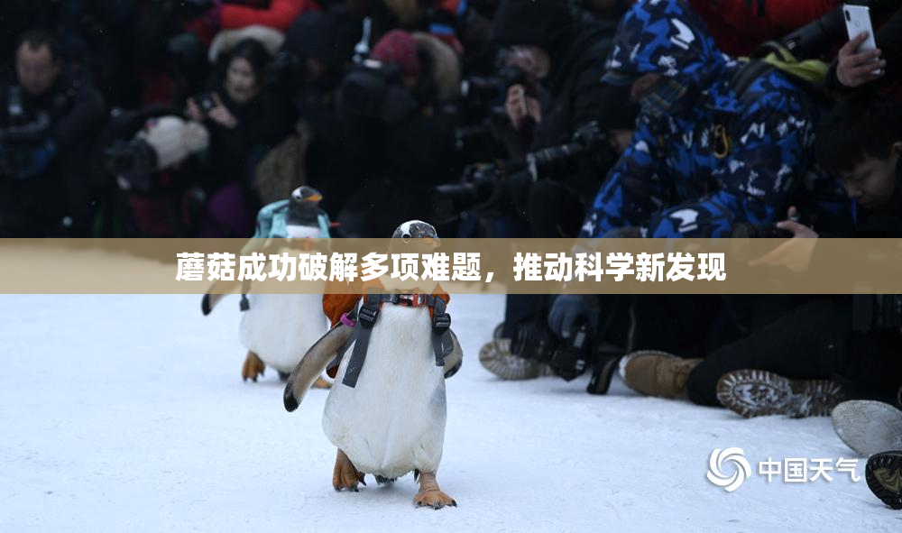 蘑菇成功破解多项难题，推动科学新发现