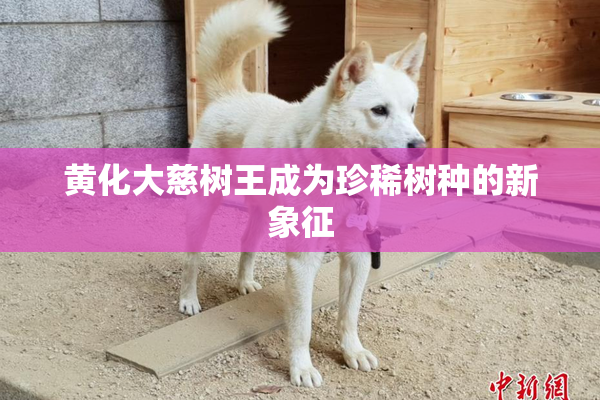 黄化大慈树王成为珍稀树种的新象征