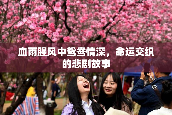 血雨腥风中鸳鸯情深，命运交织的悲剧故事