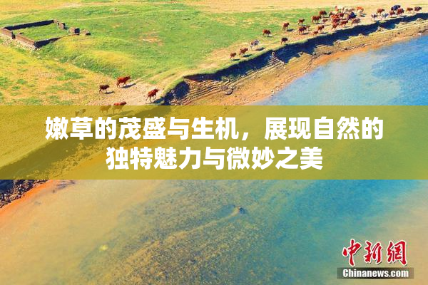 嫩草的茂盛与生机，展现自然的独特魅力与微妙之美