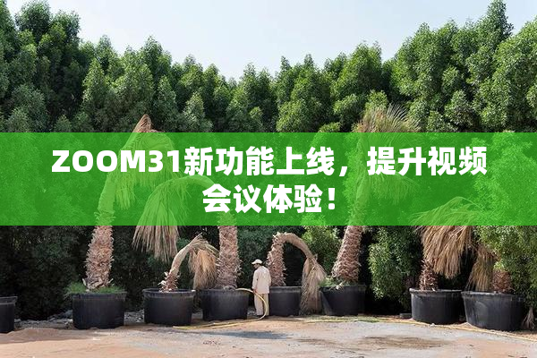 ZOOM31新功能上线，提升视频会议体验！