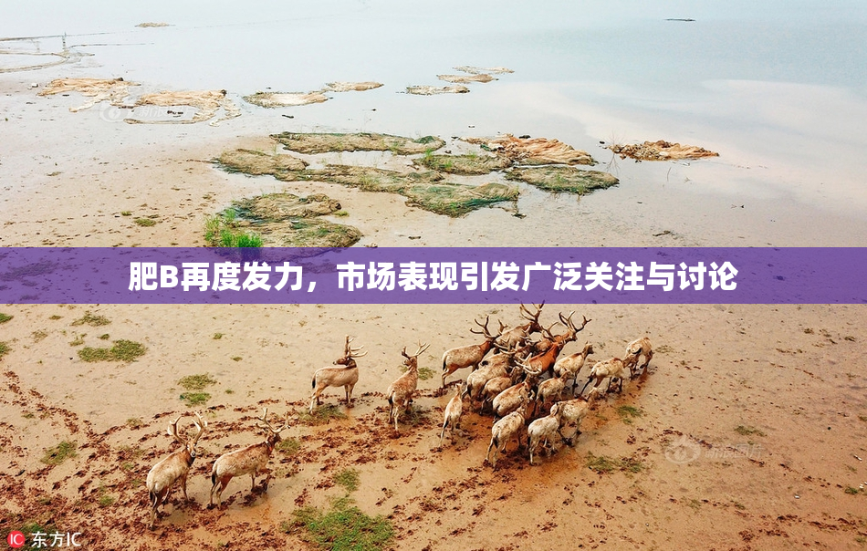 肥B再度发力，市场表现引发广泛关注与讨论