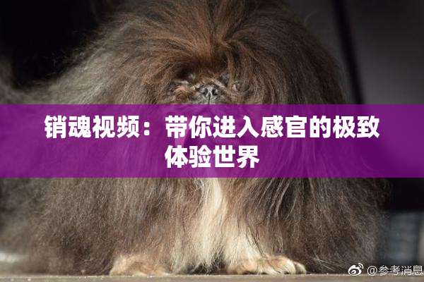 销魂视频：带你进入感官的极致体验世界