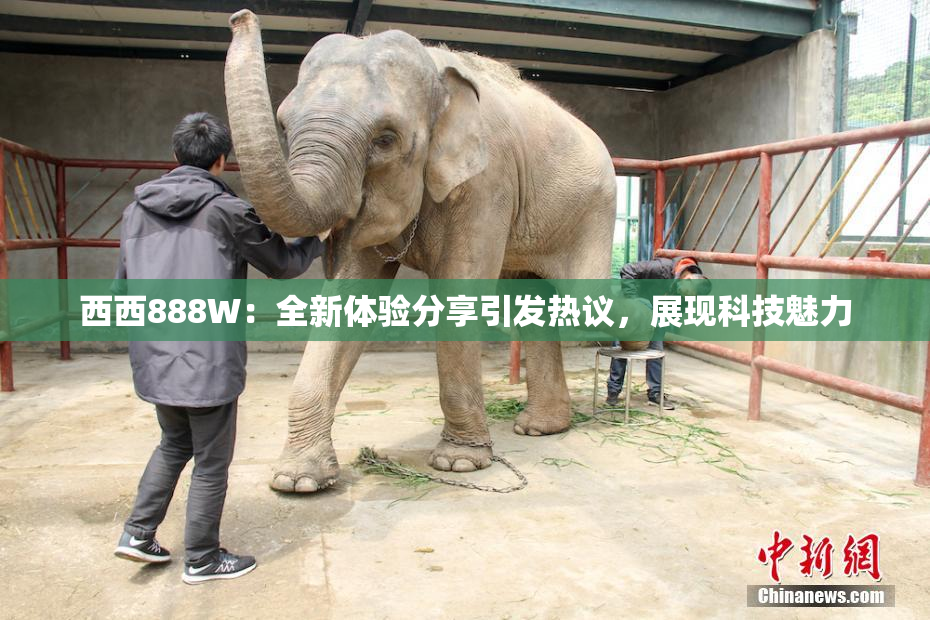 西西888W：全新体验分享引发热议，展现科技魅力