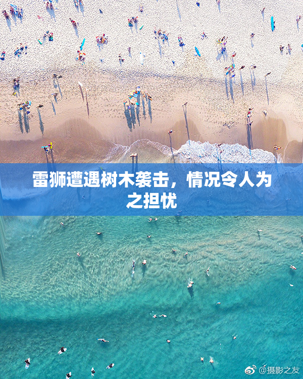 雷狮遭遇树木袭击，情况令人为之担忧