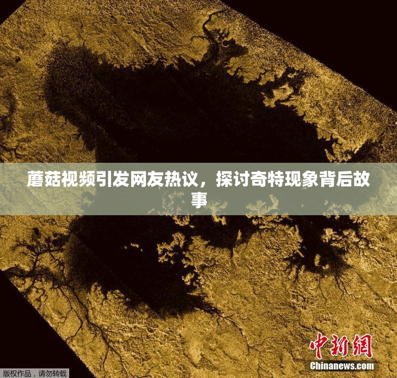 蘑菇视频引发网友热议，探讨奇特现象背后故事