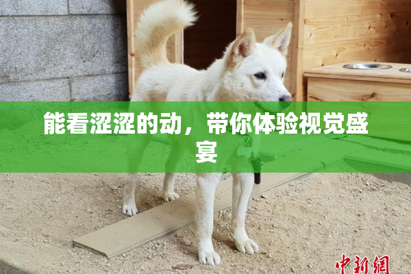 能看涩涩的动，带你体验视觉盛宴