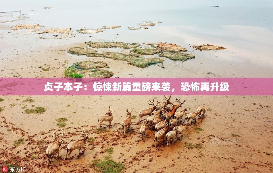 贞子本子：惊悚新篇重磅来袭，恐怖再升级