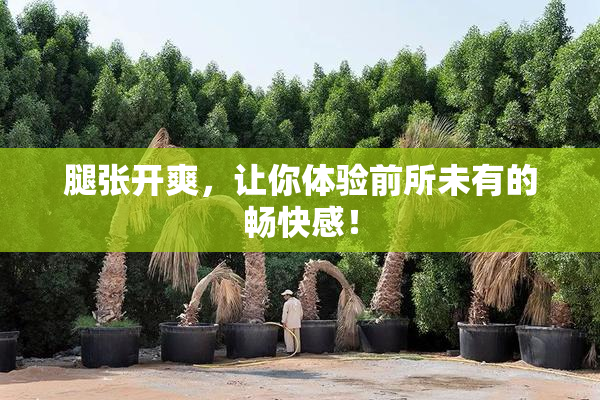 腿张开爽，让你体验前所未有的畅快感！