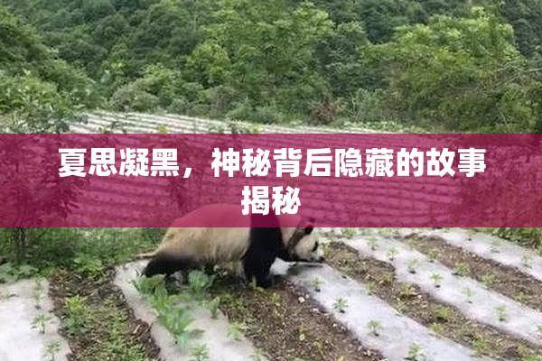 夏思凝黑，神秘背后隐藏的故事揭秘