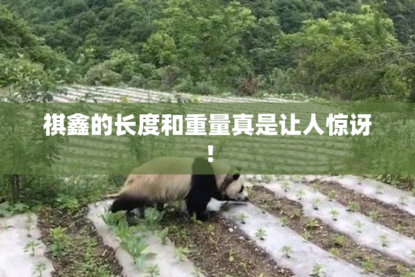 祺鑫的长度和重量真是让人惊讶！