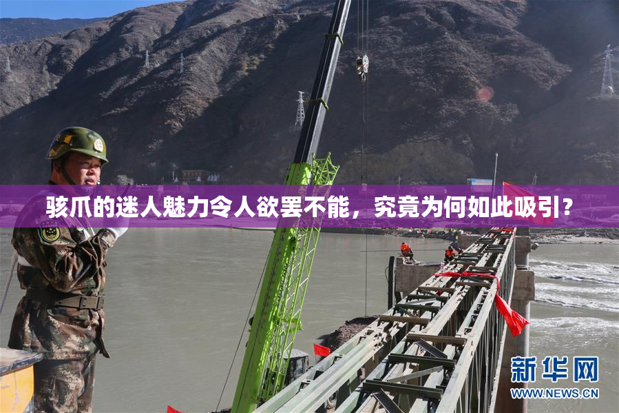 骇爪的迷人魅力令人欲罢不能，究竟为何如此吸引？