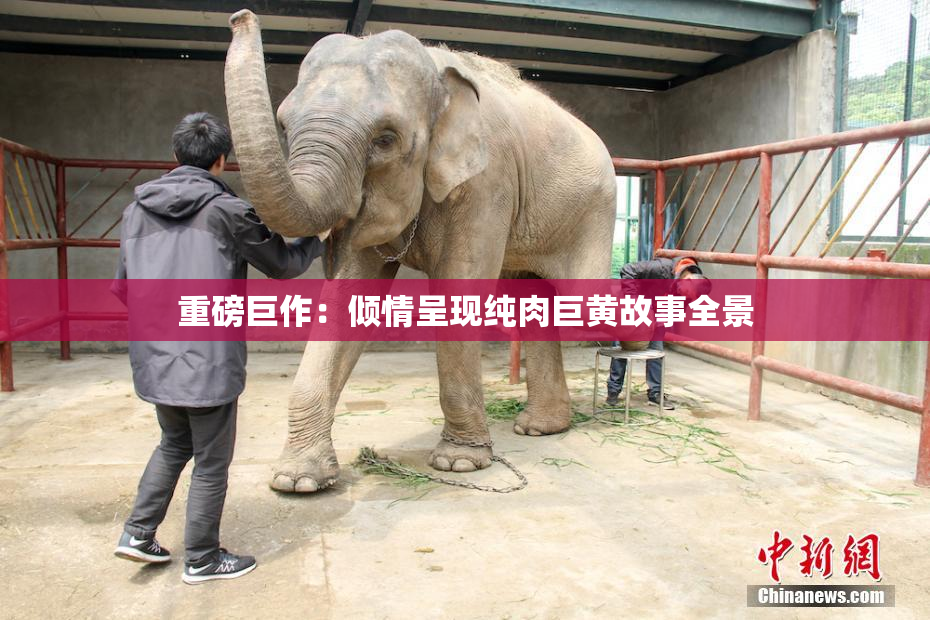 重磅巨作：倾情呈现纯肉巨黄故事全景