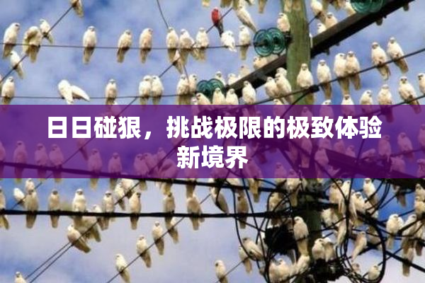 日日碰狠，挑战极限的极致体验新境界