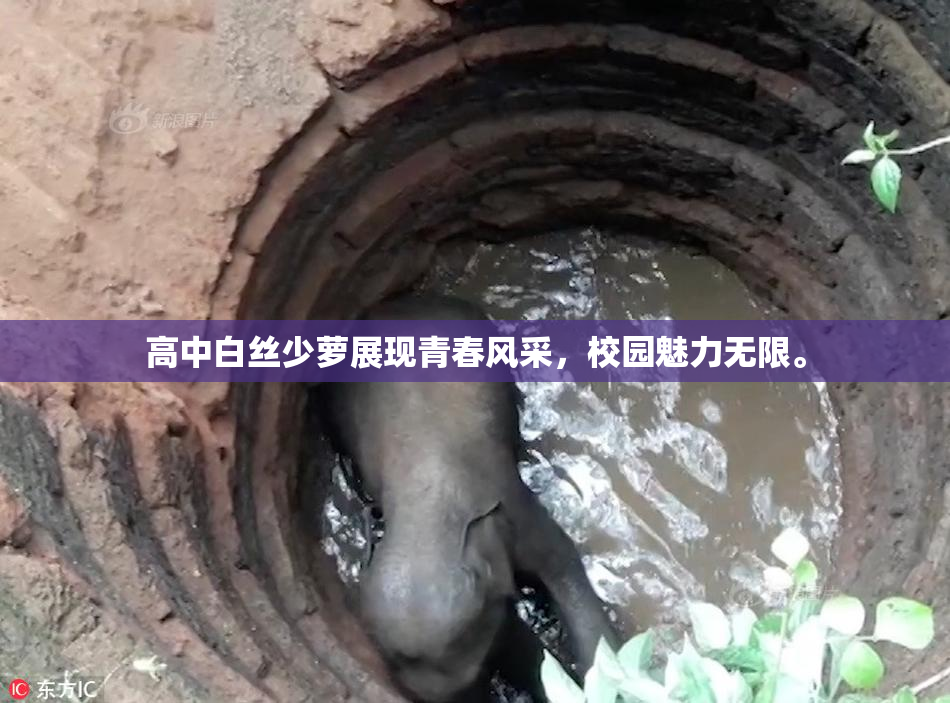 高中白丝少萝展现青春风采，校园魅力无限。