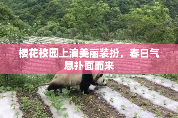 樱花校园上演美丽装扮，春日气息扑面而来