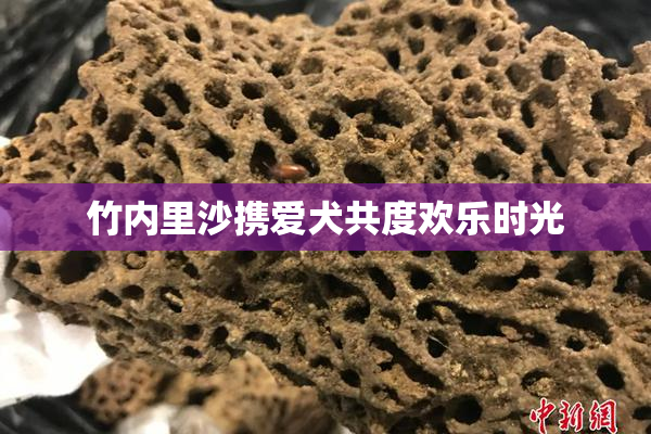 竹内里沙携爱犬共度欢乐时光