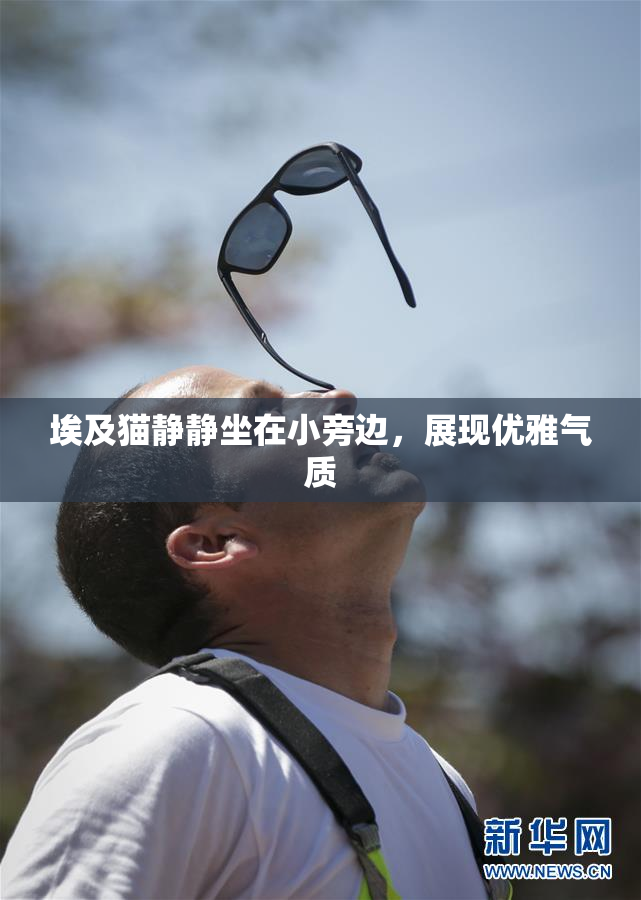 埃及猫静静坐在小旁边，展现优雅气质